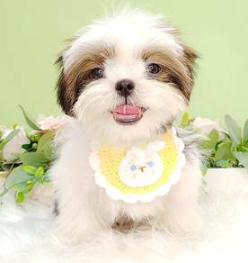 Shih Tzu