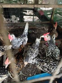 Ayam batik gold dan silver