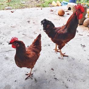 Anak Ayam Rhode Island Red 