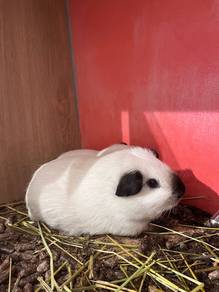 California Guinea Pig for sale