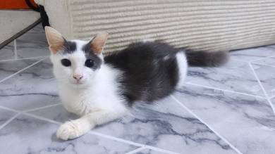 kucing free