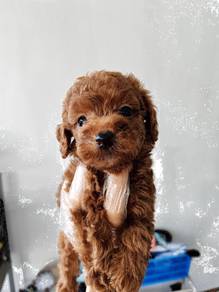 Toy poodle red teddy bear face