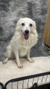 Female Japanese spitz 10mths old