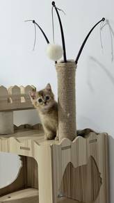 BSH british short hair golden