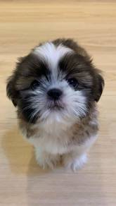 A37 Fluffy Shih Tzu Dog