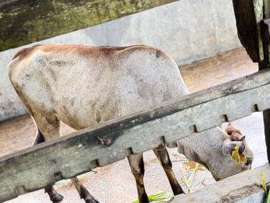Lembu betina