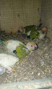 Burung sunconure