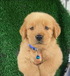Golden Retriever puppies 23