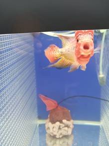 Ikan Flowerhron Kamfa Two Tone_03
