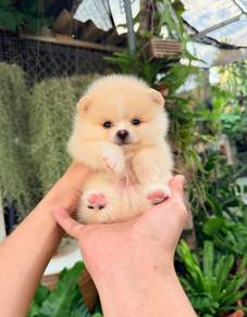 Tiny Pomeranian puppies 