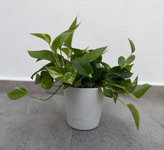 Green Photos… Money plant