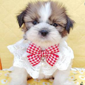 Shih Tzu