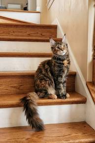 Maine Coon