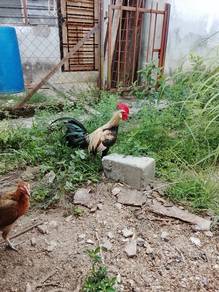 Ayam Hutan Cakgung