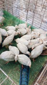 anak ayam api warna levender 