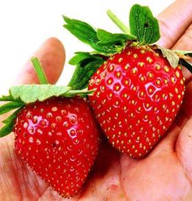 Benih Strawberry