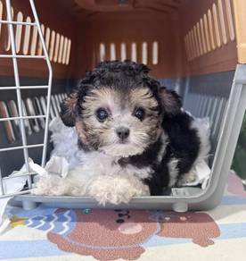 POODLE PUPPIES s152 🧸 Female - Tricolor Poodle