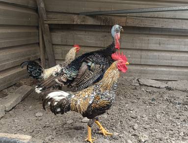 Ayam Kampung Asli