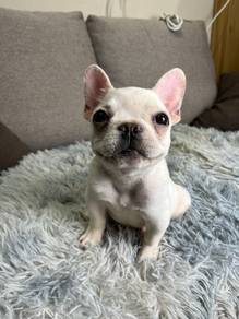 French bulldog puppy