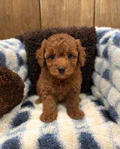 Cute Poodle Puppies Available – KL & JB