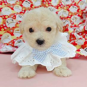 Poodle