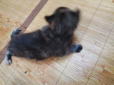 Kucing 