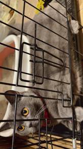 British Cat