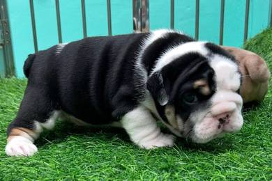 ENGLISH BULLDOG PUPPIES EB375 🐻 BullDog Available