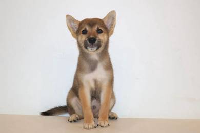 x47 Sweet Shiba Puppy