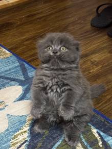 munchkin bsh