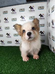 Pembroke Welsh corgi female