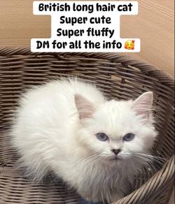 British Long Hair Cat for sale