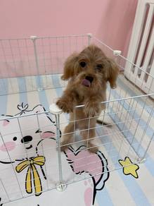 poodle mix