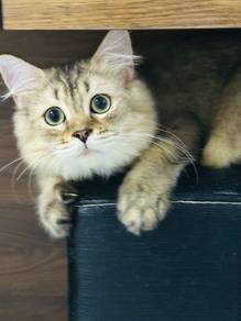 BLH kitten kucing jantan