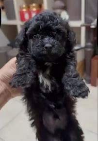Toy Poodle