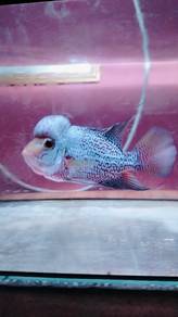 Flowerhorn 6inch lebih utk dilepaskan murah sahaja