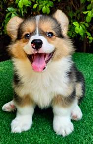 CORGI PUPPIES C176 🌻 Lovely Male Female