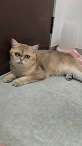 BSH Golden