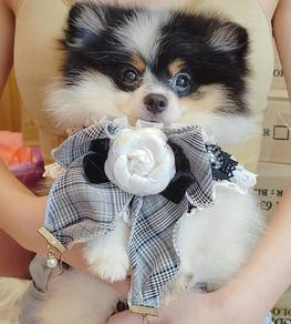 Pomeranian
