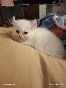 Turkish Angora With Curl Ears Pure White 