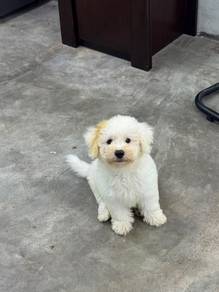Bichon
