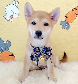 Shiba inu