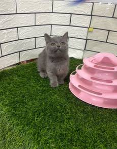 Blue Munchkin kitten