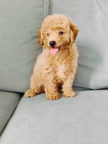 Maltipoo 