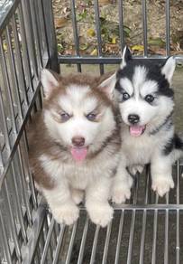 SIBERIAN HUSK PUPPIES 🌻 Boy~Girl Sb163