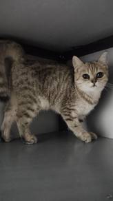 bsh golden tabby female