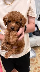 Toy Poodle