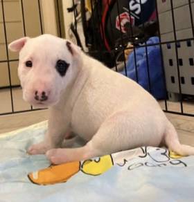 BULL TERRIER PUPPIES BT118 🐻 Girl