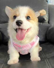 CORGI PUPPIES C170 🌻 cheeky Puppy  Male~Female