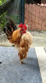 ayam serama sepasang